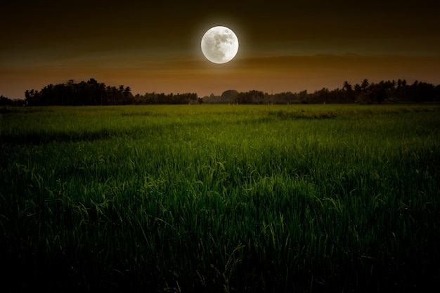 Luna piena nel campo di riso