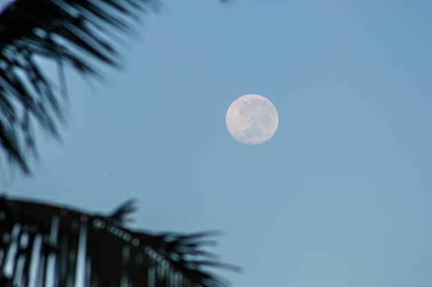 Luna piena tra le foglie di palma al mattino a Rio de Janeiro