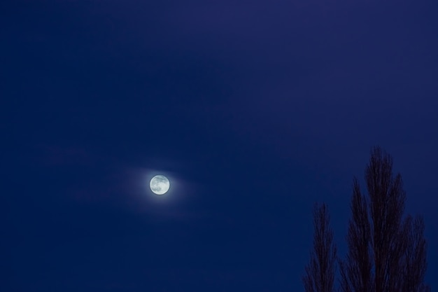 Luna splendente nel cielo durante l'ora blu con un albero