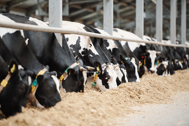 Lunga fila di vacche da latte in bianco e nero in piedi dietro il recinto nella stalla mentre si mangia fieno fresco all'interno della fattoria degli animali