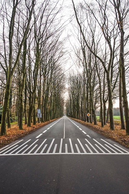 Lunga strada d'asfalto dritta fiancheggiata da alberi