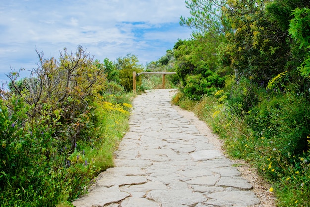 Lunga strada di pietra su per la montagna tra bellissimi alberi e cespugli verdi.