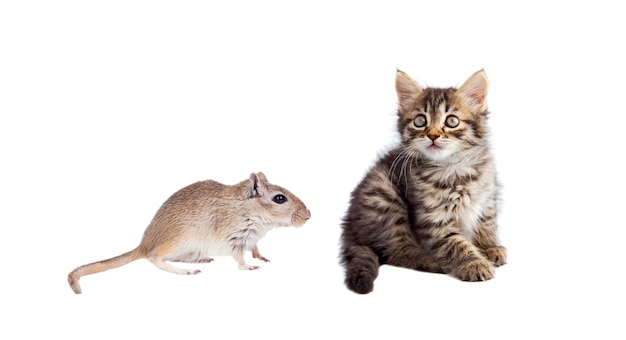 Lunghezza completa di un gatto sullo sfondo bianco