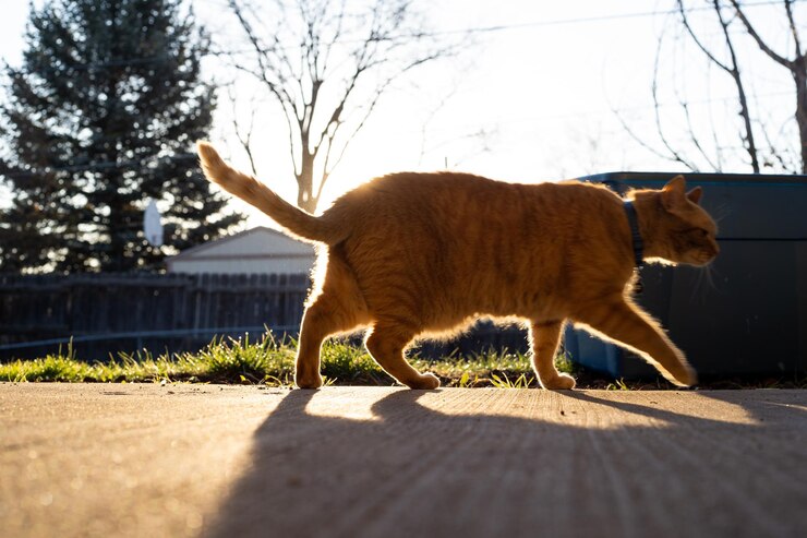 Foto lunghezza completa di un gatto