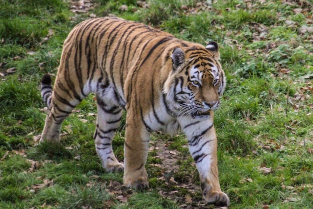 Lunghezza completa di un gatto