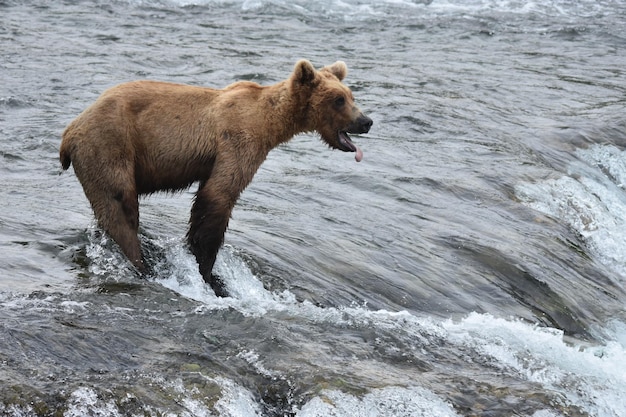 Lunghezza intera di un cavallo in mare