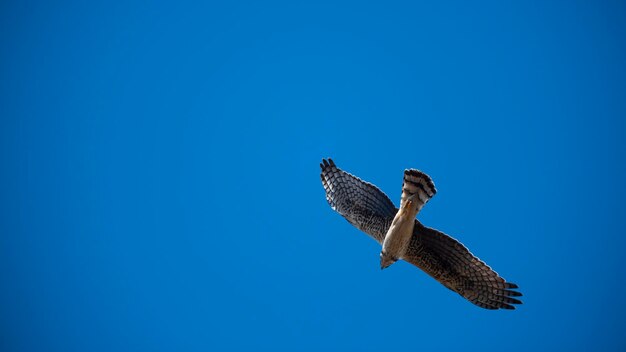 Lungo Harrier alato in volo La Pampa provincia Patagonia Argentina