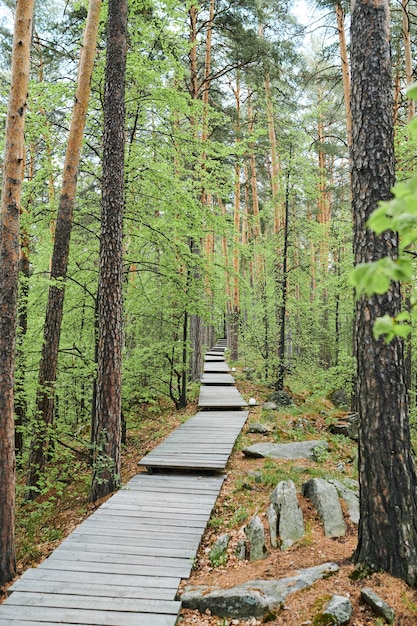 Lungo sentiero nel bosco composto da assi di legno circondati da pini e sassi in giornata estiva