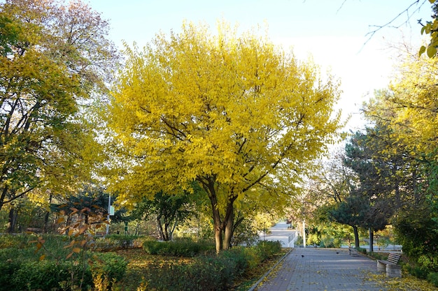 Lungo vicolo nel parco in autunno Vicolo nel parco in autunno