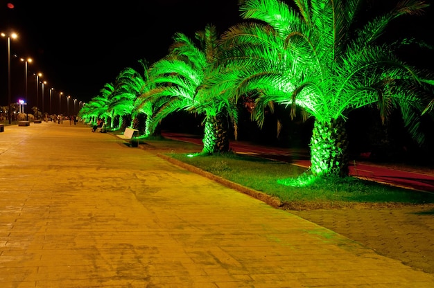 Lungomare di Batumi di notte con illuminazione verde delle palme