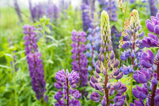 Lupin lupinus lupino rosa viola e fiore di lupino blu su uno sfondo la nebbia si chiuda