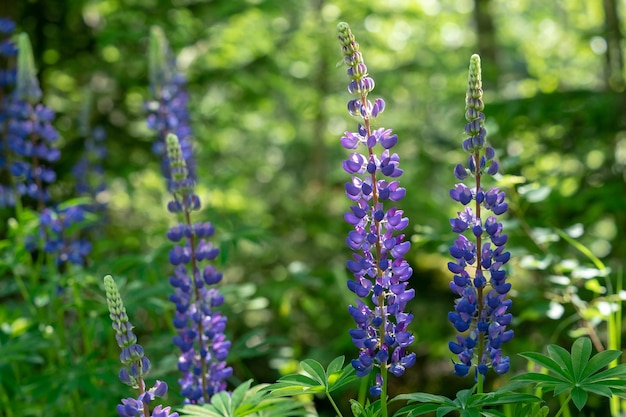 Lupini azzurri che fioriscono nel prato