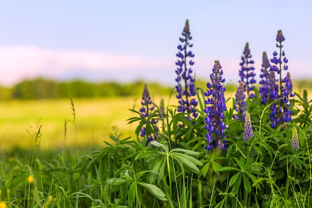 Lupini in campo con messa a fuoco selettiva