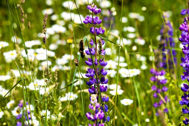 lupini in estate