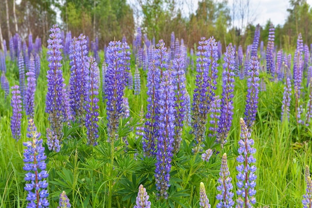 Lupini in fiore