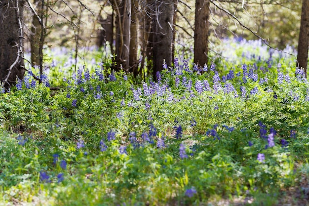 Lupini in piena fioritura sul suolo della foresta alpina.