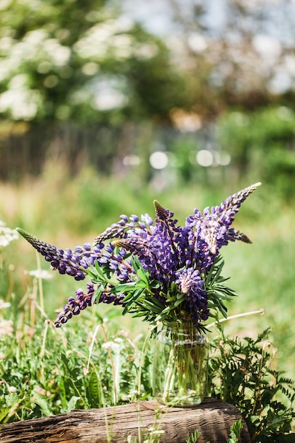 Lupini in un vaso, natura e giardinaggio, bellezza, creazione di mazzi di fiori, natura e piante, giardinaggio, uomo, campo