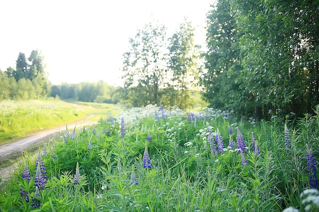 lupini nel campo / fiori estivi fiori selvatici viola, natura, paesaggio nel campo in estate