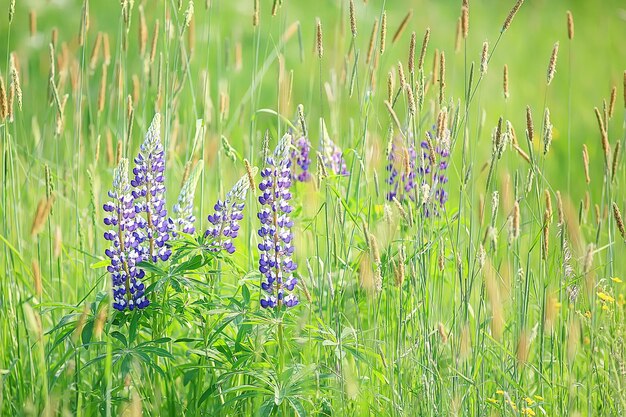 lupini nel campo / fiori estivi viola fiori selvatici, natura, paesaggio nel campo in estate