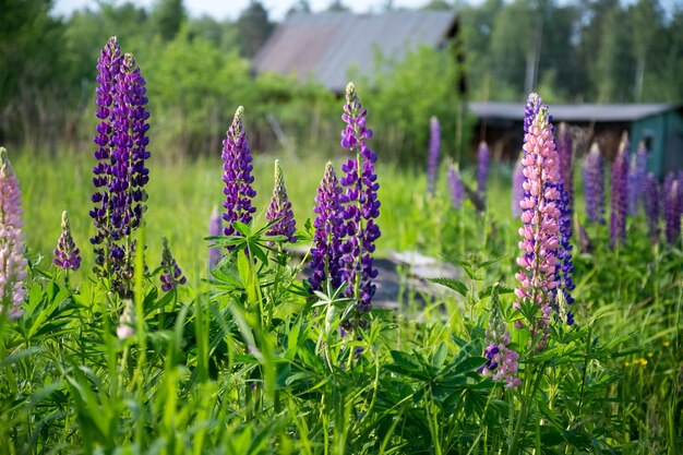 Lupini rosa e viola in fiore, fiori estivi in campagna