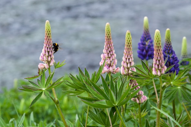 Lupini selvatici (lupinus perennis)