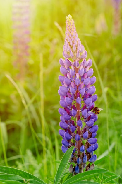 Lupini viola con bumblebee nei raggi del sole sull'erba verde in una giornata di sole