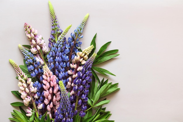 Lupini viola e rosa su uno sfondo luminoso piatto vista dall'alto