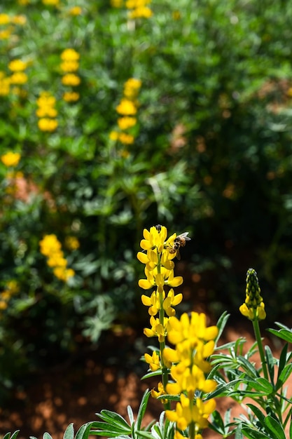 Lupino perenne giallo nel giardino