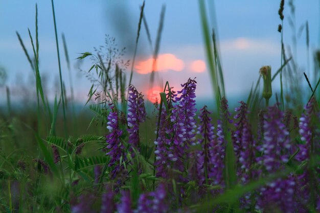 Lupino viola in fiore