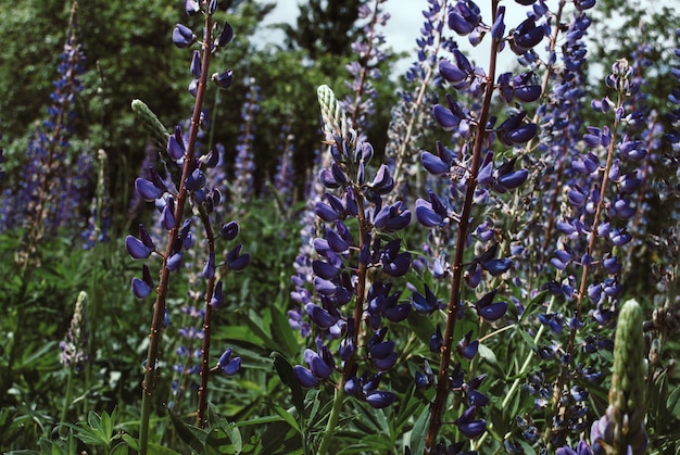 Lupinus, lupino, campo di lupino con fiori rosa viola e blu.