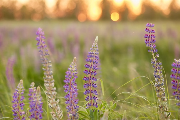 Lupinus lupino campo di lupino con fiori viola e blu al tramonto Mazzo di fiori di lupini estate sfondo Foto di alta qualità