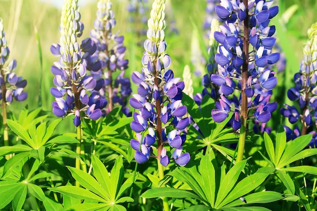 Lupinus (lupino o lupino) in fiore. Sfondo floreale