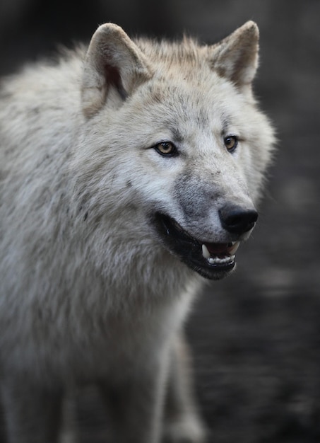 Lupo artico canis lupus arctos aka lupo polare o lupo bianco Closeup ritratto di questo bellissimo predatore