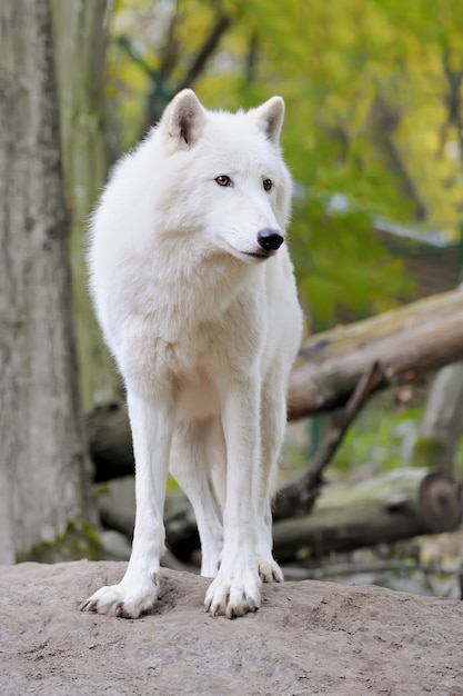 Lupo bianco nella foresta