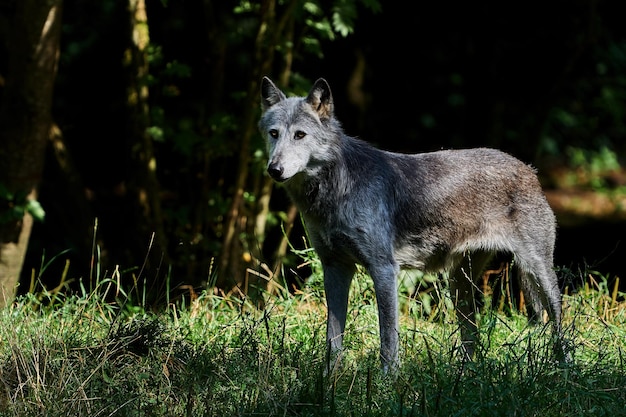 Lupo Canis lupus