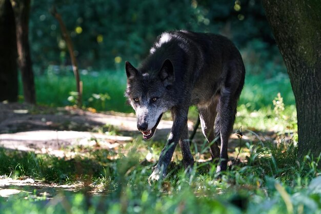 Lupo Canis lupus