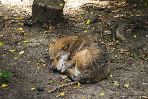 Lupo che dorme per terra nella foresta