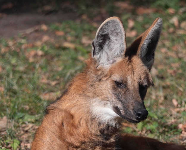 Lupo dalla criniera rossa nel ritratto animale in cattività