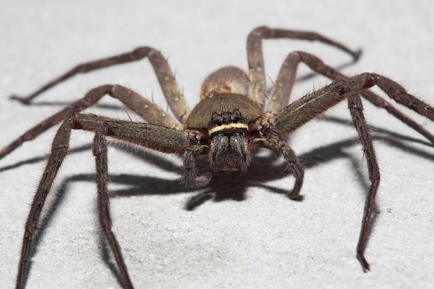 Lupo del ragno sulla parete nella casa alla Tailandia