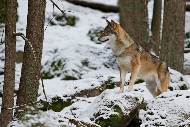 Lupo eurasiatico in bianco habitat invernale Bella foresta invernale