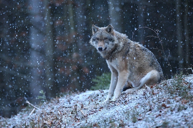 Lupo eurasiatico in bianco habitat invernale Bella foresta invernale