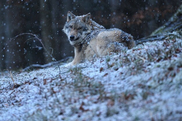 Lupo eurasiatico in bianco habitat invernale Bella foresta invernale