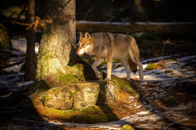 Lupo eurasiatico in habitat invernale bianco. Bella foresta invernale. Animali selvatici nell'ambiente naturale. Animale della foresta europea. Canis lupus lupus.