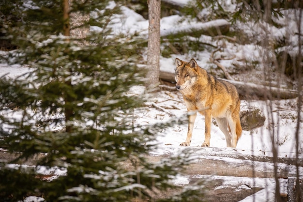 Lupo eurasiatico in habitat invernale bianco. Bella foresta invernale. Animali selvatici nell'ambiente naturale. Animale della foresta europea. Canis lupus lupus.