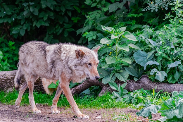 Lupo grigio (Canis Lupus), camminando a destra tra la vegetazione