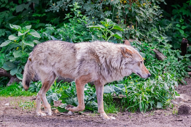 Lupo grigio Canis Lupus che cammina