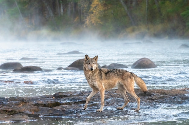 Lupo grigio che attraversa un fiume nebbioso all'alba