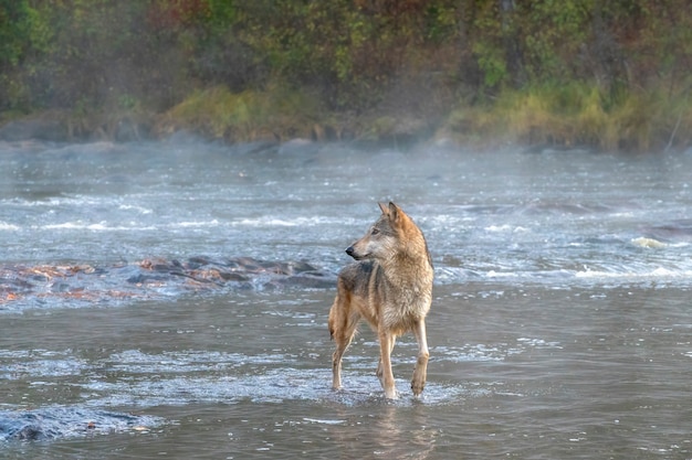 Lupo grigio che attraversa un fiume nebbioso all'alba