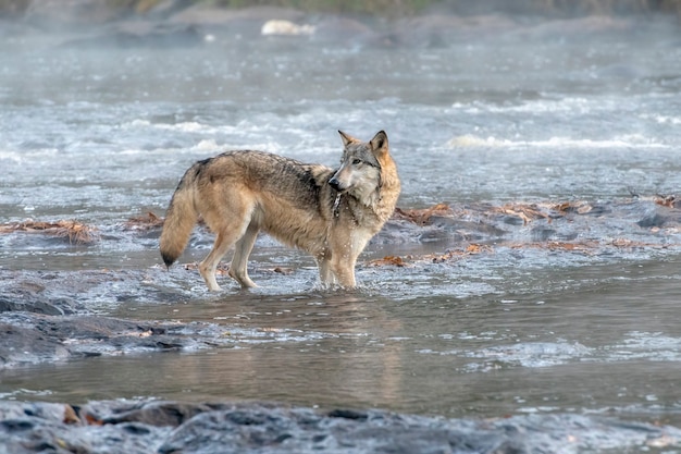 Lupo grigio che beve da un fiume nebbioso