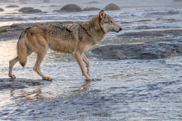 Lupo grigio che schizza su un fiume nebbioso all'alba